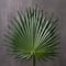 Tropical Fan Palm Stem by Ashland®